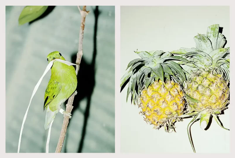 © Hiro Tanaka, Chicharron