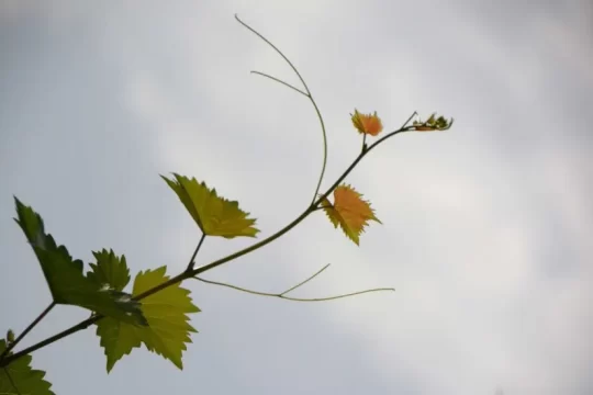 Lake Garda Photo Challenge - Tema "Cantine del Lugana" - Prima classificata - Daniela Veronese