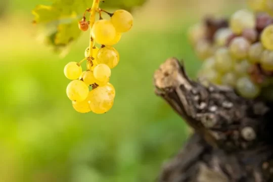 Lake Garda Photo Challenge - Tema "Cantine del Lugana" - Secondo classificato - Enzo Santorum