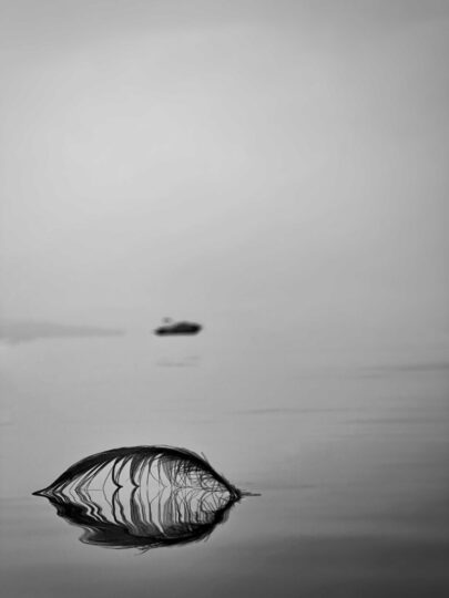 Sirmione Photo Marathon - Tema "Le trame della natura" - Vincitrice - Adrienne Novas