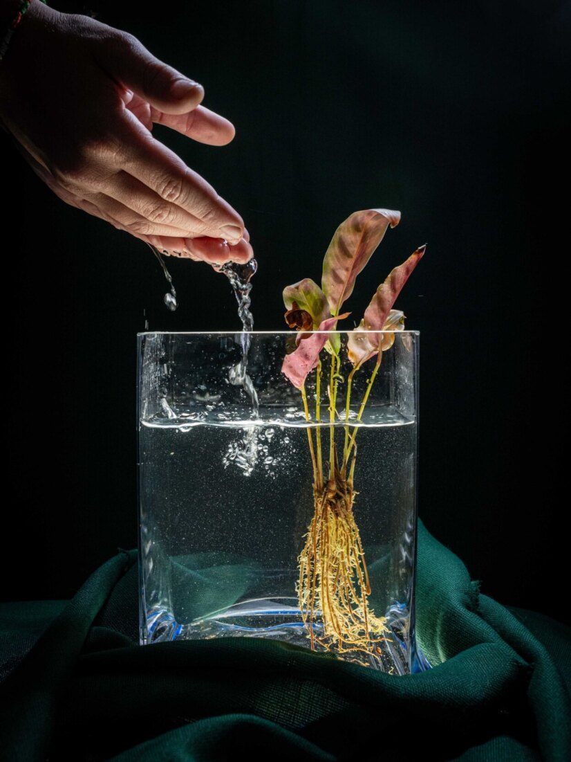 Ph. Agnese Denti